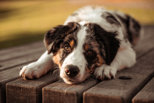 16 BENEFICIOS DE TENER UN PERRO