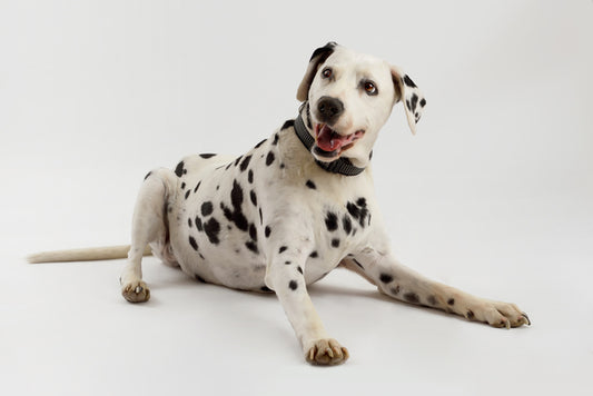 ARNÉS PARA PERRO PEQUEÑO, MEDIANO O GRANDE