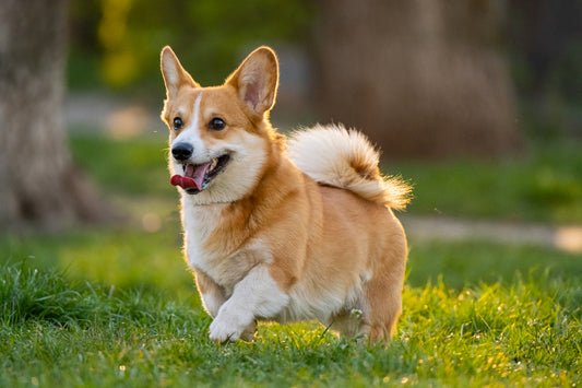 Descubriendo las curiosidades más fascinantes sobre los perros: ¡Explorando su mundo canino!