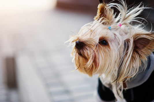 Arnés ajustable para perro