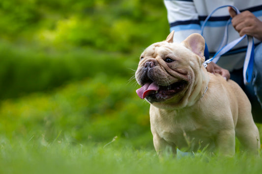 Cómo enseñar a mi perro a caminar sin tirar de la correa con un arnés antitirones
