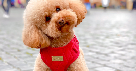 Todo lo que necesitas saber sobre arneses para perros: cómo elegir el adecuado para tu mascota