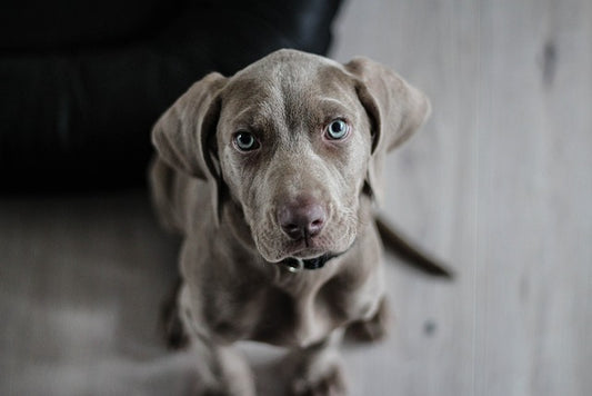 Los secretos de la belleza canina: Cómo cuidar la apariencia de tu perro