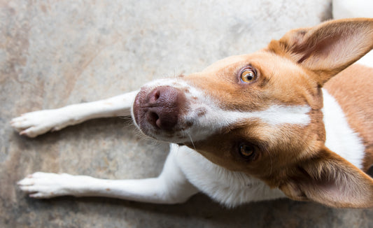 Chapa personalizada para perro: una forma de mantener a tu amigo peludo seguro