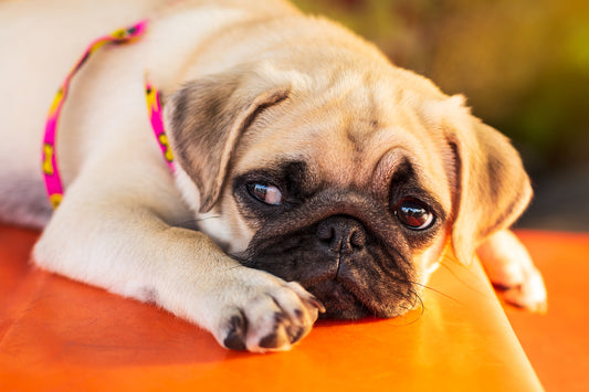 ¿Cómo poner un arnés en mi perro?