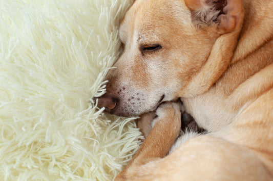 CUIDADOS PARA TU PERRO EN INVIERNO