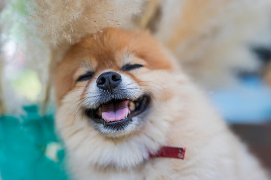 Cuidados básicos para mantener a tu perro feliz y saludable