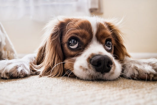 Descubre 5 Curiosidades Sorprendentes sobre los Perros que Desconocías