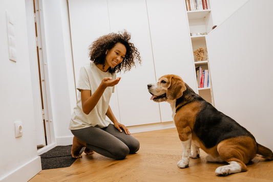 ¿Cuál es la diferencia entre un collar y un arnés para perros?