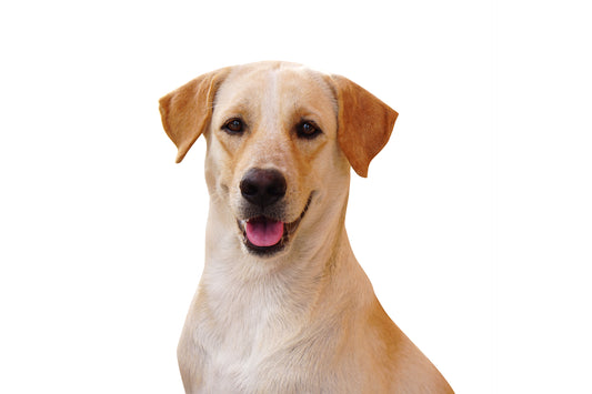 ¿Cómo medir a mi perro para un arnés?