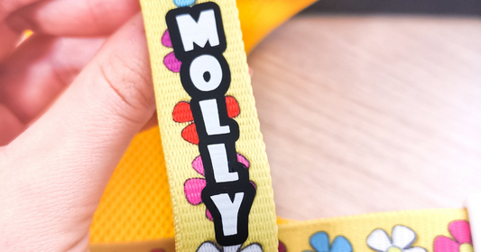 Agrega estilo y seguridad a los paseos con tu perro con un arnés ajustable personalizado con el nombre de tu mascota