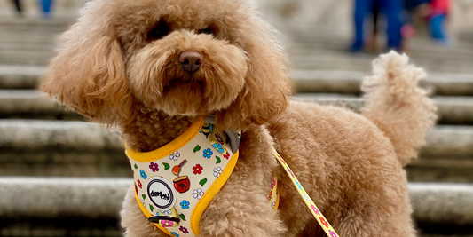 Arnés antitirones para perros pequeños