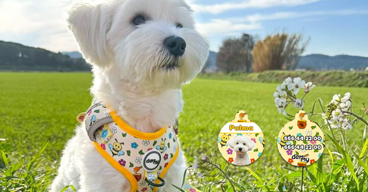 Chapas identificativas personalizadas para perros: ¿Por qué son importantes?