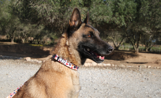 Collares para perros: una forma de expresar estilo y seguridad