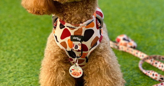 Conjuntos para perros: cómo elegir el conjunto perfecto para tu mascota