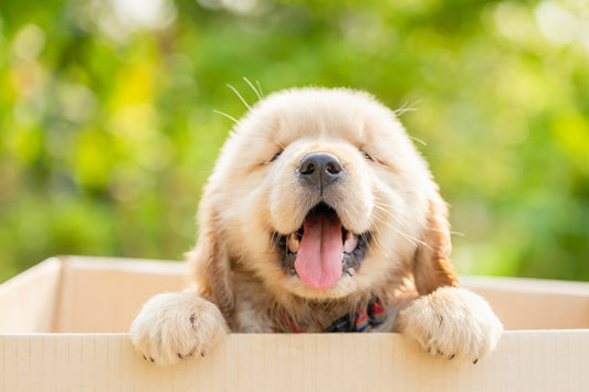 Mimos y sorpresas para tu mejor amigo! Regalos para perros que les encantarán