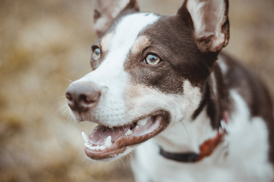 ¿Qué tipo de arnés debo usar para mi perro?