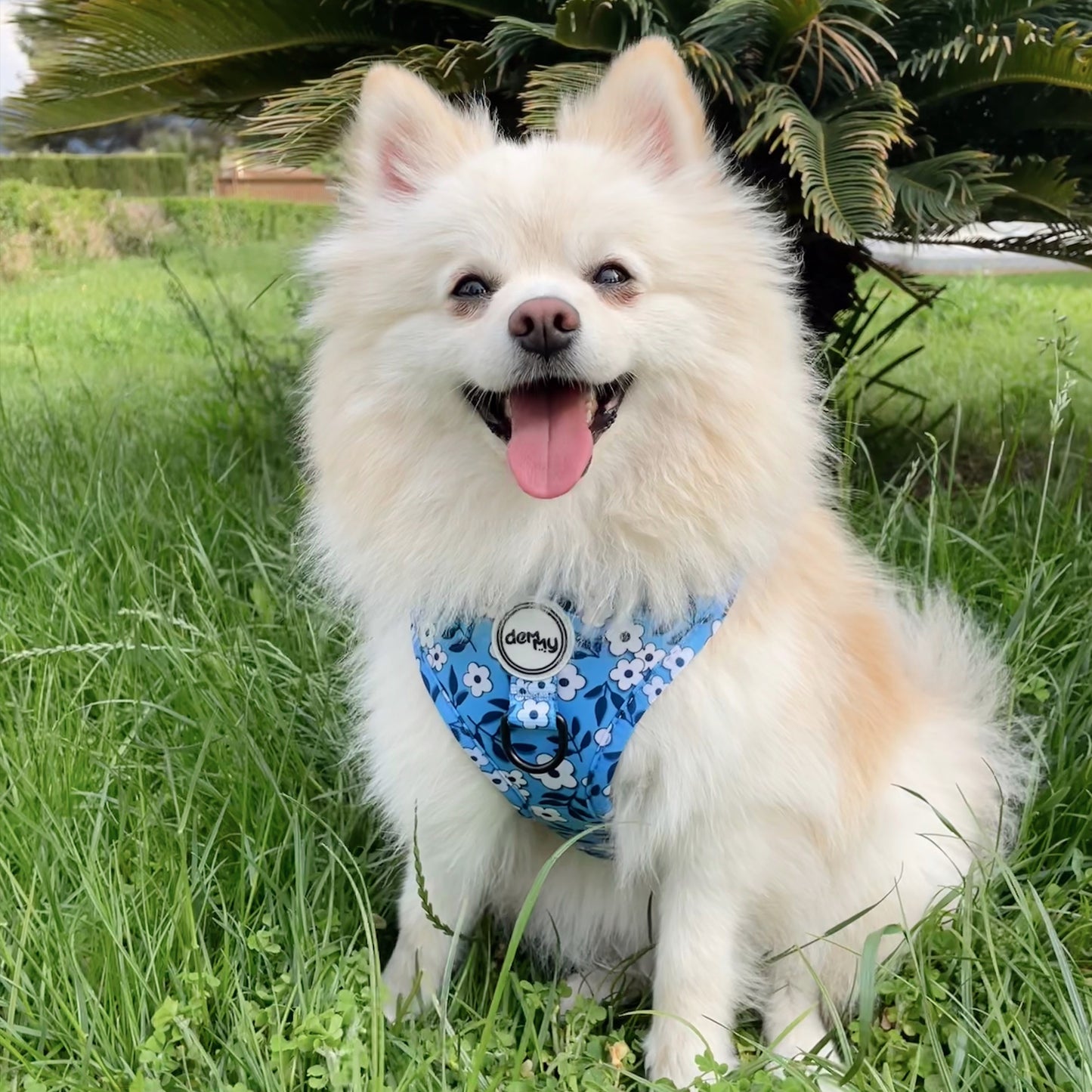 ADJUSTABLE HARNESS ECUADOR BLUE