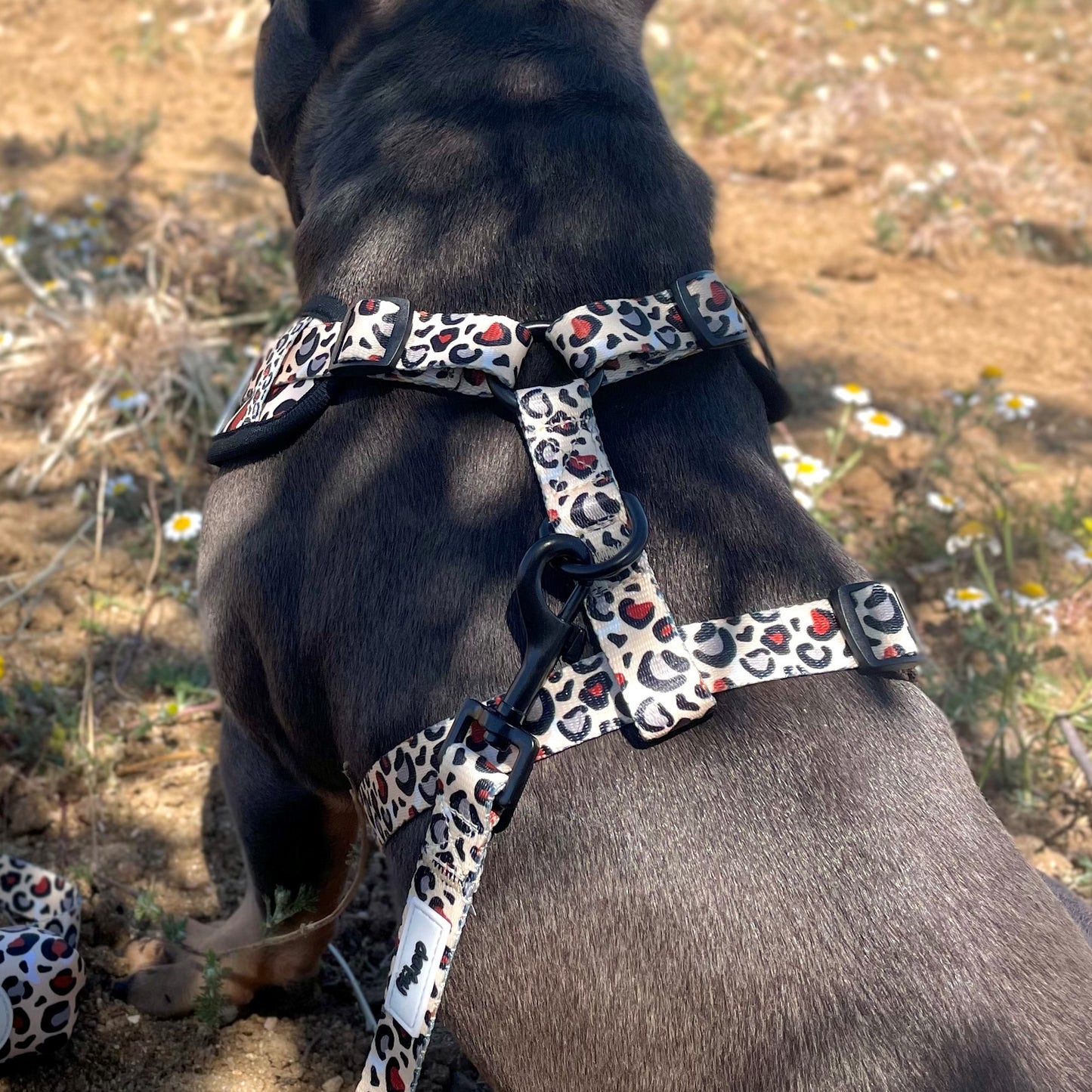 ADJUSTABLE HARNESS ECUADOR BLUE