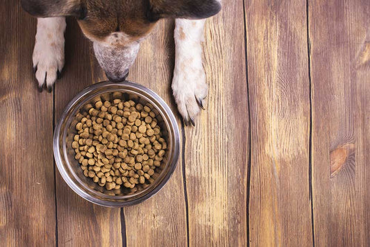 ¿Qué beneficios aporta el pienso para perros? Conoce su información nutricional
