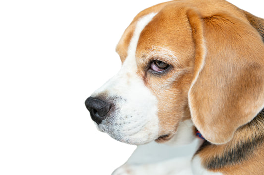 Arneses antitirones para perros: ¿qué son y por qué son importantes?
