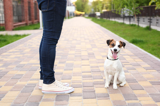 ¡Prepárate para salir a la calle con tu perro! Consejos imprescindibles para paseos divertidos y seguros