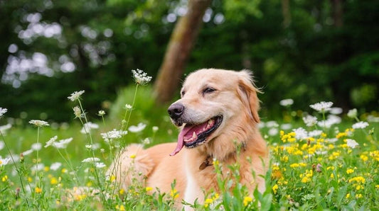 Cuidados esenciales para tu perro durante la primavera