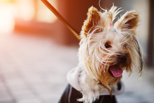 Correas para perros: todo lo que necesitas saber antes de comprar una