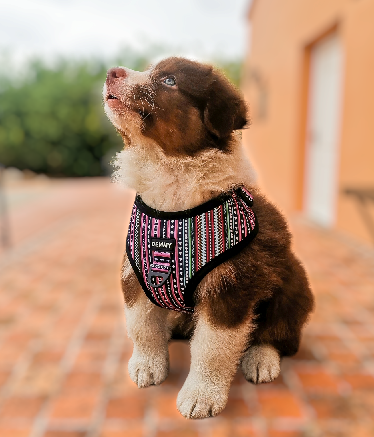 Best adjustable dog harness cheap